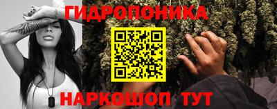шишки Будённовск